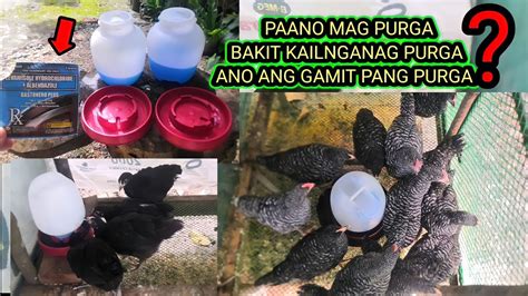 pamurga sa sisiw|KAYLAN DAPAT PINUPURGA ANG SISIW ANONG .